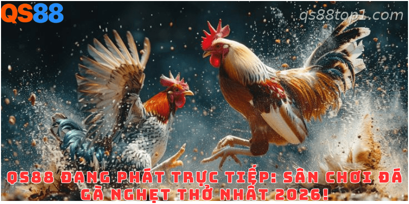 Tổng quan sảnh đá gà QS88 với các trận đấu trực tiếp mỗi ngày